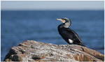 Great Cormorant by Ryser915