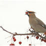 Bohemian Waxwing