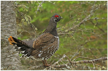 Spruce Grouse