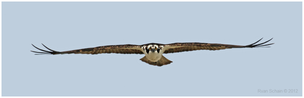 Osprey