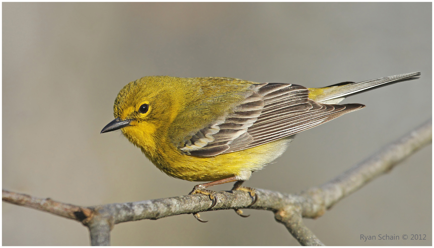 Pine Warbler