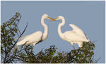 Great Egrets by Ryser915