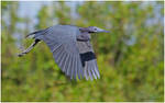 Little Blue Heron by Ryser915