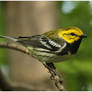 Black-throated Green Warbler