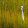 Snowy Egret