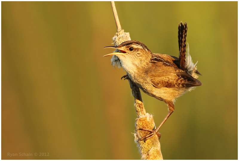 Marsh Wren