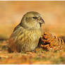 White-winged Crossbill