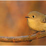 Ruby-crowned Kinglet