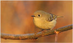 Ruby-crowned Kinglet by Ryser915