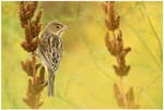 Dickcissel by Ryser915