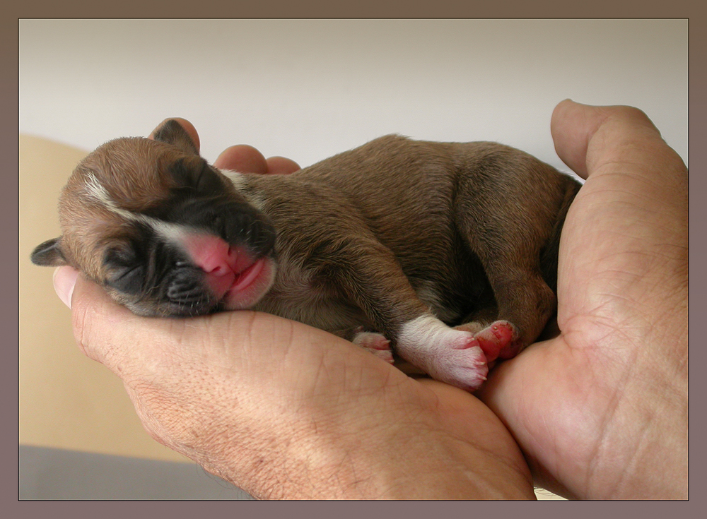 Sleeping Boxer