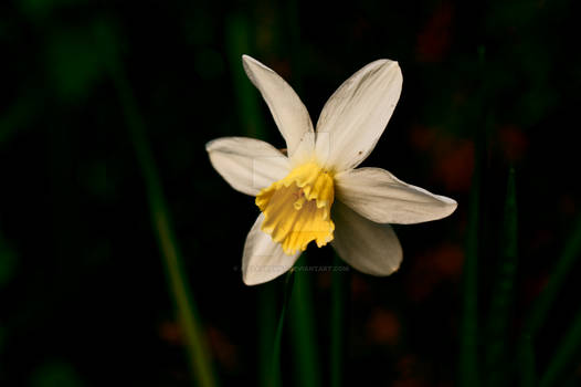 a narcissus