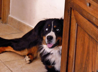 Bernese Moutain Dog