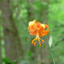 Turk's-cap Lily