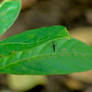 Portrait of a Mosquito