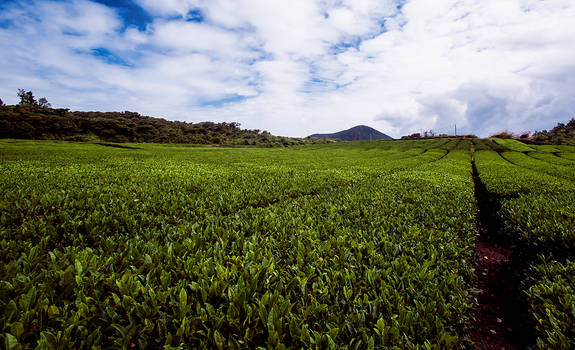 Jeju Tea Fields