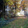 Path in a forest