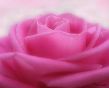 Soft Rose 023