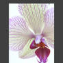 Orchid 10