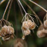 The Seed Carriers