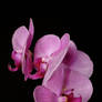 Orchid 197