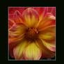 The Friday Dahlia