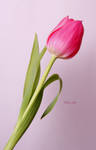 A Monday Tulip 30 by Deb-e-ann
