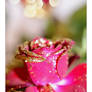 Christmas Rose 035