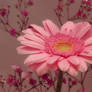 Gerbera with Glamour