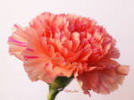 Anniversary flower 146 by Deb-e-ann