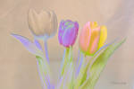 Pastel Tulips by Deb-e-ann