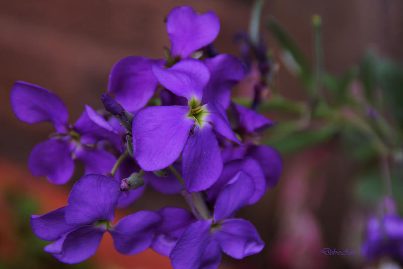 Garden Violet