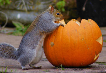 Hmm Nuts In a Pumpkin by Deb-e-ann