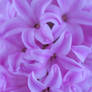 Hyacinth 038