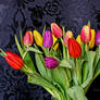 Bright Tulips