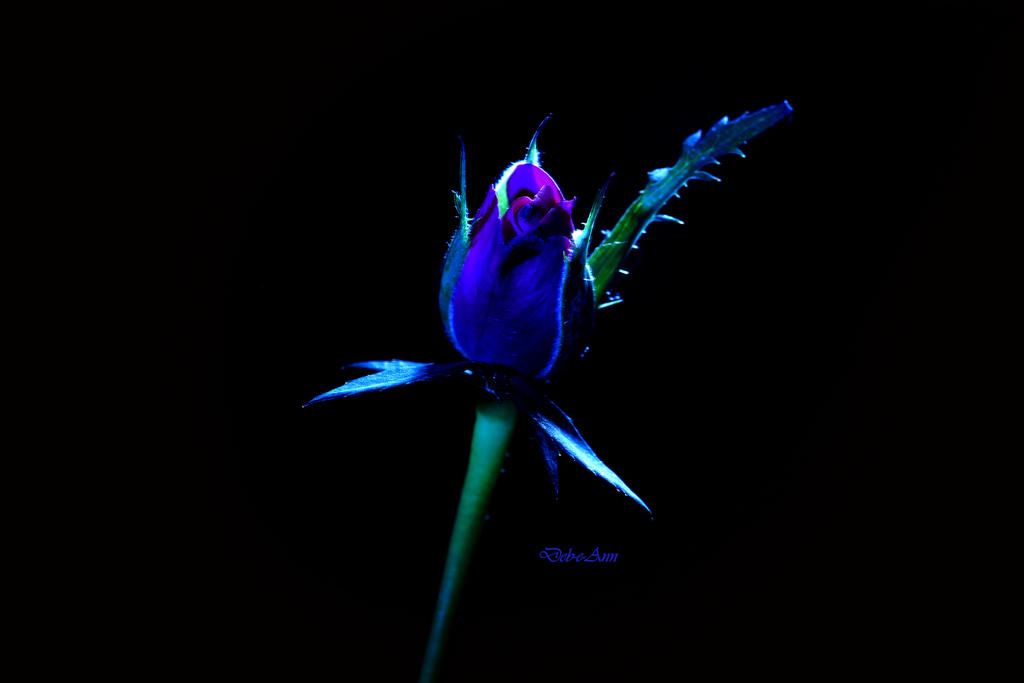 Neon Rose