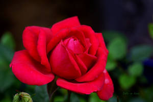 Red Red Rose