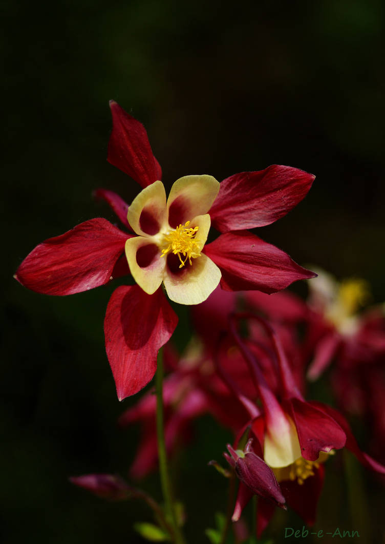 Single Red and Gold by Deb-e-ann