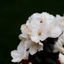 White Azaleas