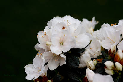 White Azaleas