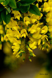 Laburnum Chains