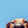 Wallpaper - Dog