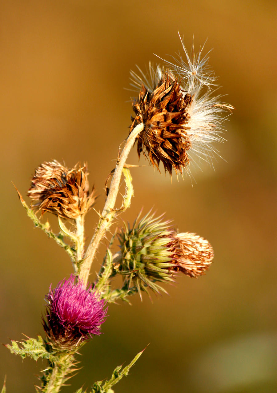 Life Cycle of a Thistle