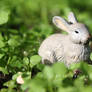 Wild Rabbit