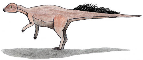 Micropachycephalosaurus old by ijreid