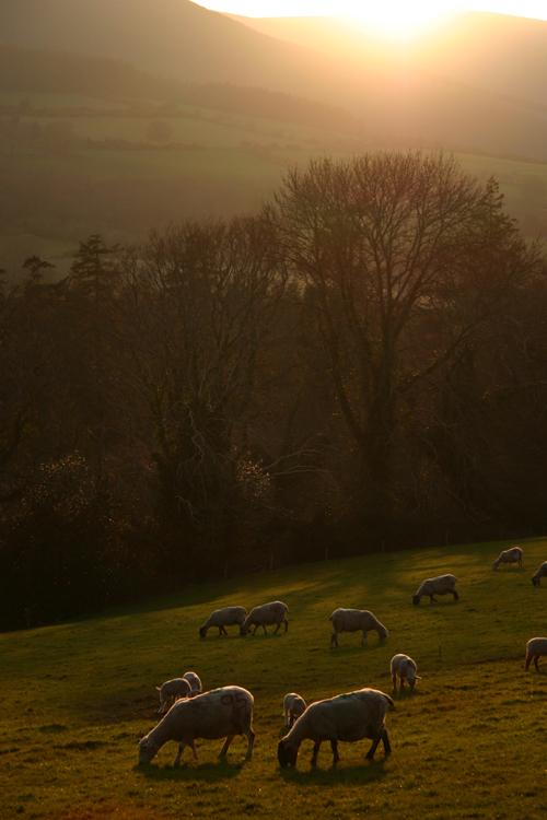 Sundown sheep