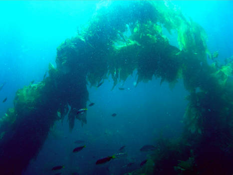 Kelp Monster