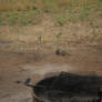 Critters at Lake Casitas