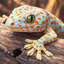 If Only... gecko