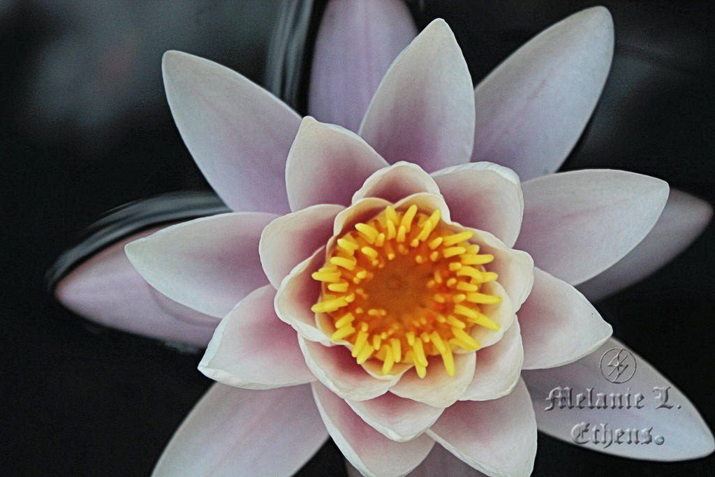 Nymphaea Marliacea Carnea by Ryoshi-No-Hikari on DeviantArt